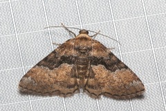 Aporoctena