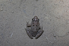 Phrynobatrachus natalensis