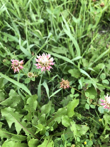 Alsike clover