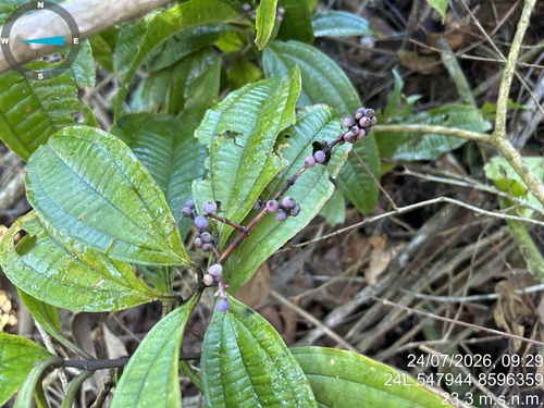 Miconia prasina