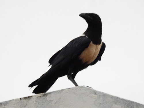 Pied Crow