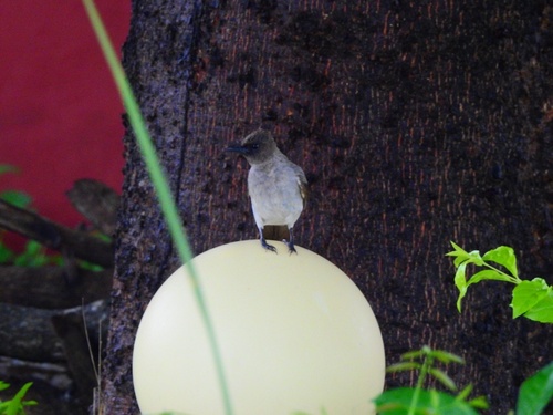 Pycnonotus barbatus inornatus