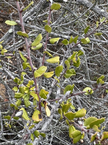 Ceanothus verrucosus, photograph 6
