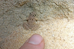 Phrynobatrachus natalensis