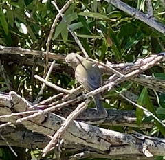 Vireo gilvus