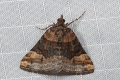 Dichromodes paratacta