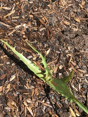 Microseris laciniata