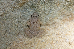 Phrynobatrachus natalensis