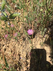 Clarkia gracilis