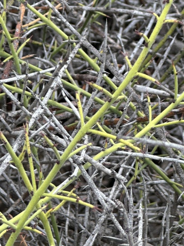 Adolphia californica