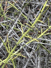 Adolphia californica