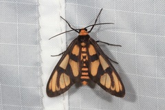 Amata trigonophora