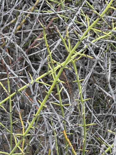 Adolphia californica, photograph 2