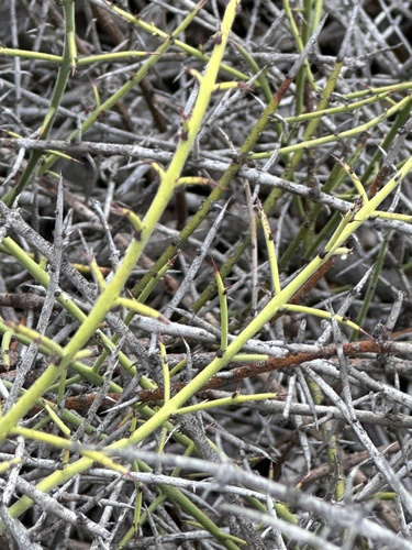 Adolphia californica, photograph 3