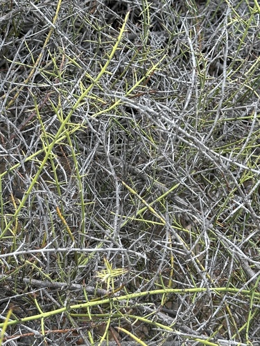 Adolphia californica, photograph 4