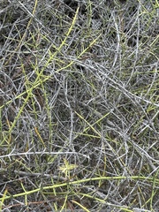 (c) Eric Alan Isaacson, some rights reserved (CC BY) Adolphia californica, photograph (c) Eric Alan Isaacson, some rights reserved (CC BY)