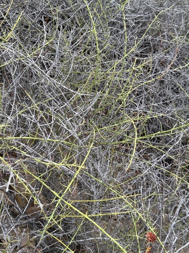 Adolphia californica, photograph 5