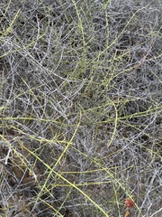 (c) Eric Alan Isaacson, some rights reserved (CC BY) Adolphia californica, photograph (c) Eric Alan Isaacson, some rights reserved (CC BY)