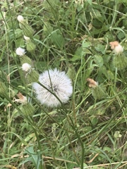 Hypochaeris chillensis
