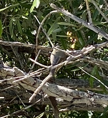 Vireo gilvus