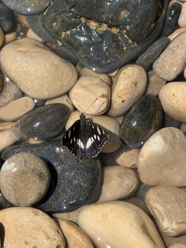Southern White Admiral