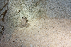 Phrynobatrachus natalensis