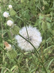 Hypochaeris chillensis