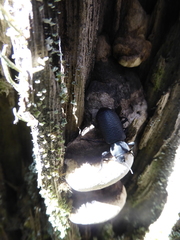 Iphthiminus serratus