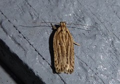 Agonopterix umbellana
