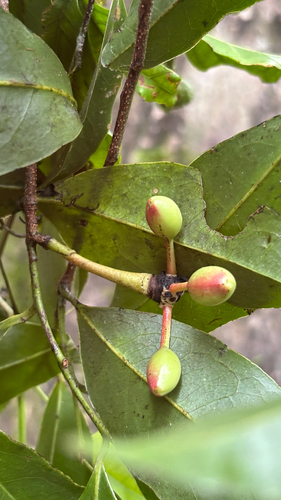 Malmea depressa, 2026-07-09