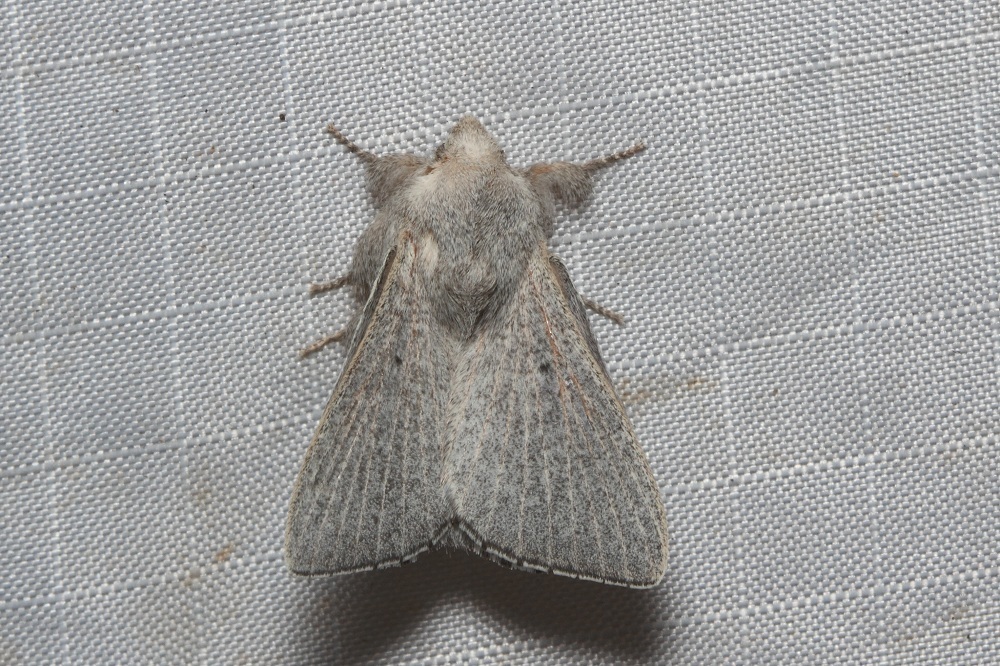 Symphyta psaropis
