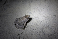 Phrynobatrachus natalensis