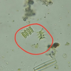 Scenedesmus