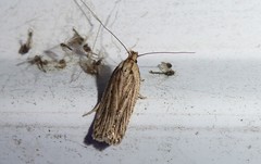 Agonopterix umbellana