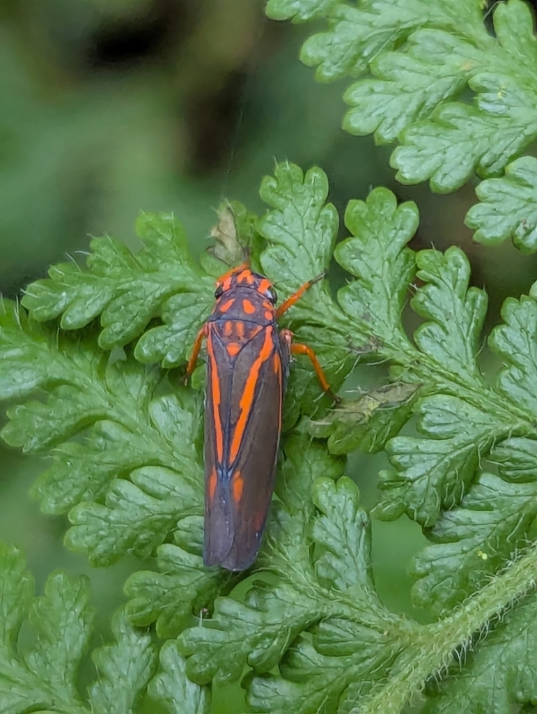 Cicadella rubromaculata