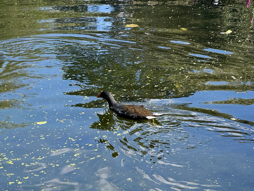 iNaturalist image