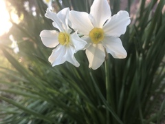 Narcissus poeticus