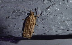 Agonopterix umbellana