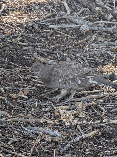 iNaturalist observation photo of Sooty Grouse