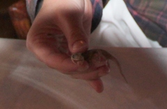 Hemidactylus mabouia