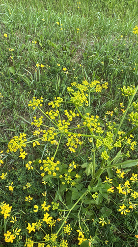 wild parsnip