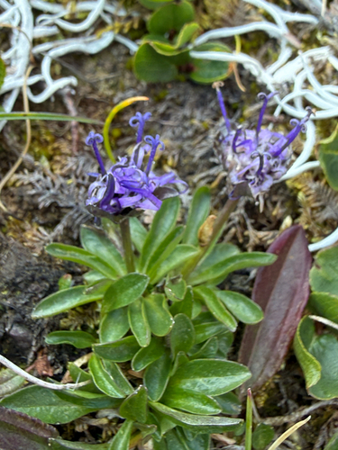 Phyteuma globulariifolium, photograph 3
