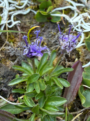 Phyteuma globulariifolium, photograph (c) Codrin Bucur, some rights reserved (CC BY)