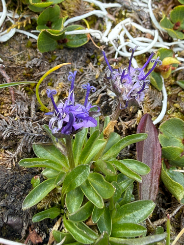 Phyteuma globulariifolium, photograph 2