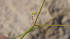Eriogonum ordii