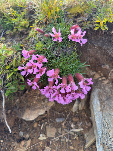 Saponaria pumila, photograph 6