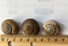 Helminthoglypta petricola