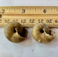 Helminthoglypta petricola