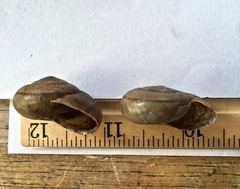 Helminthoglypta petricola