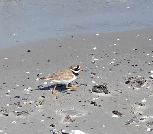 iNaturalist image